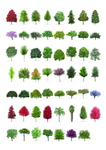 Canon de Belloch. Catalogue of Urban Trees | Canon de Belloch. Catálogo razonado de arbolado urbano Books